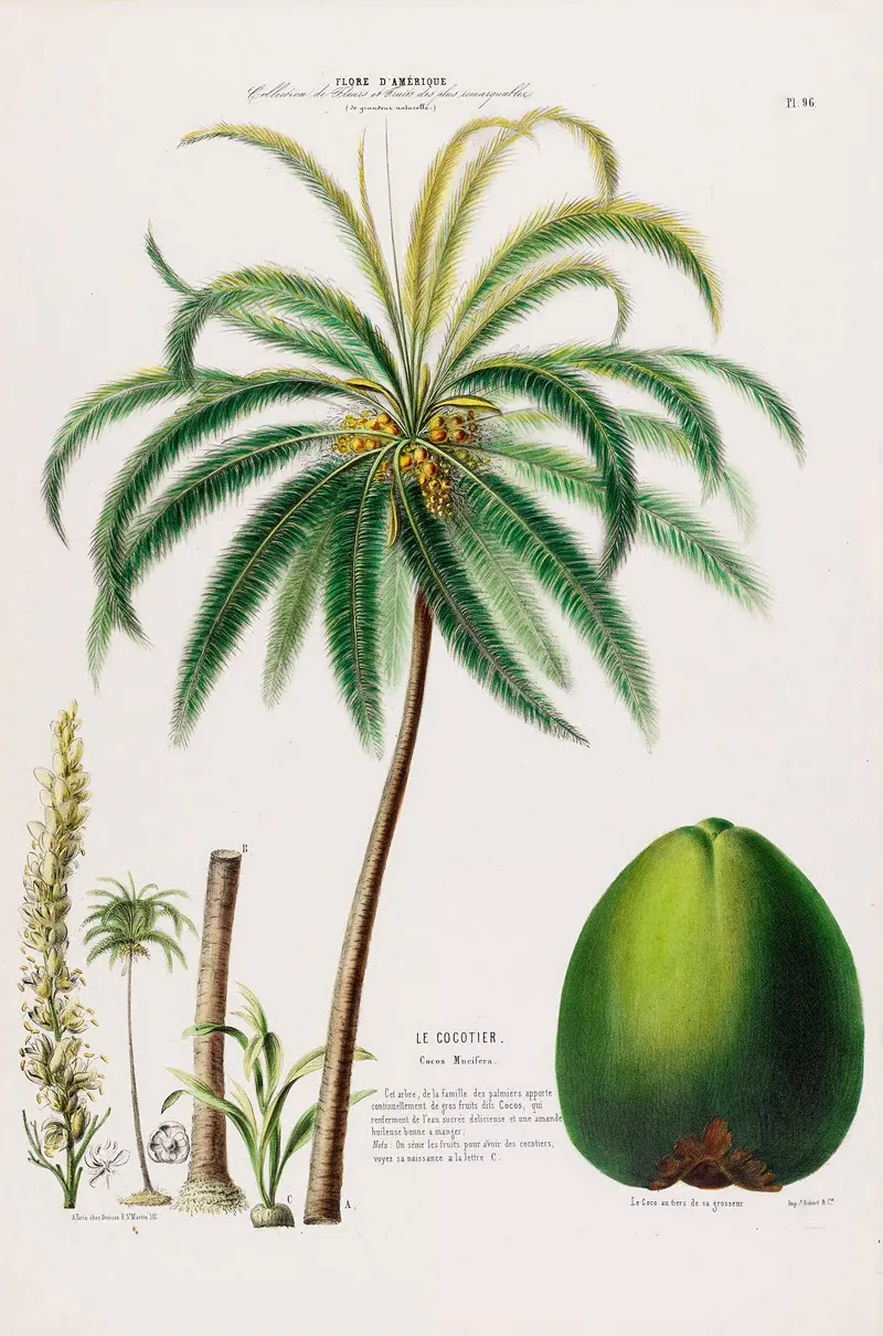Flore Damerique Dessinee Dapres Nature Sur Les Lieux Pl 096 Wall Art by Etienne Denisse - High-Resolution Digital Print