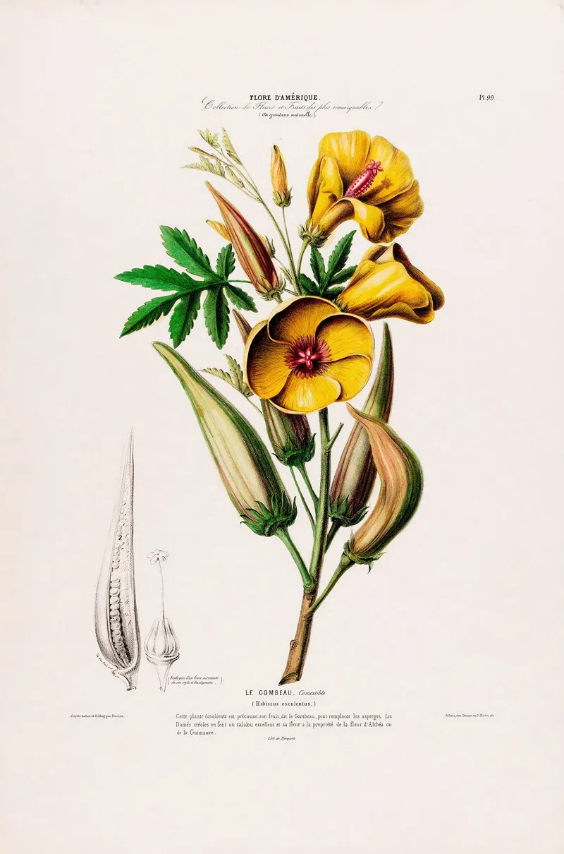 Flore Damerique Dessinee Dapres Nature Sur Les Lieux Pl 099 Wall Art by Etienne Denisse - High-Resolution Digital Print