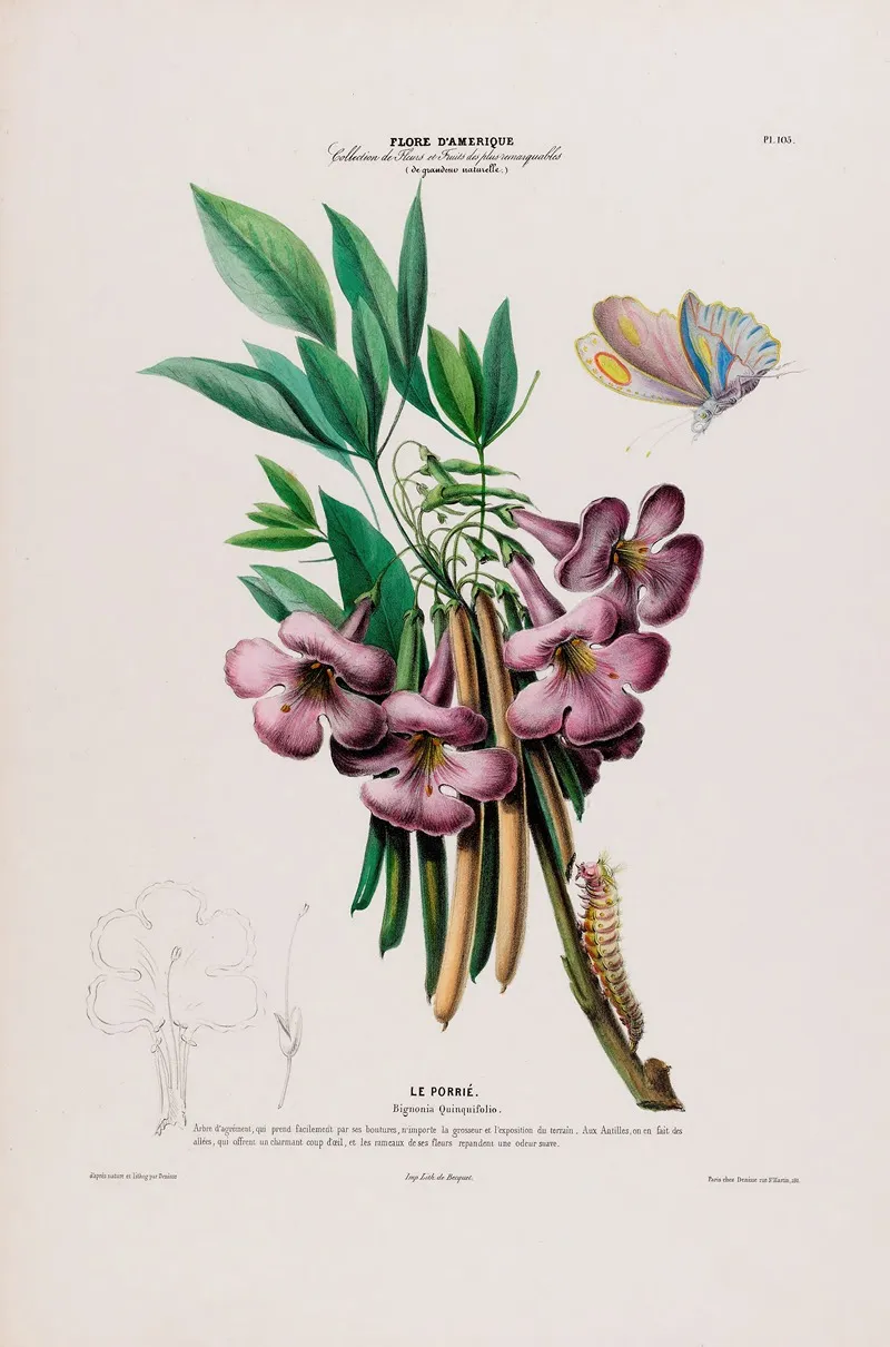 Flore Damerique Dessinee Dapres Nature Sur Les Lieux Pl 105 Wall Art by Etienne Denisse - High-Resolution Digital Print