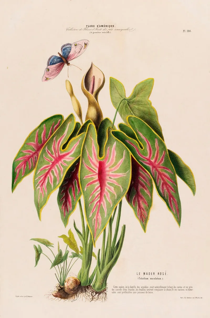 Flore Damerique Dessinee Dapres Nature Sur Les Lieux Pl 108 Wall Art by Etienne Denisse - High-Resolution Digital Print