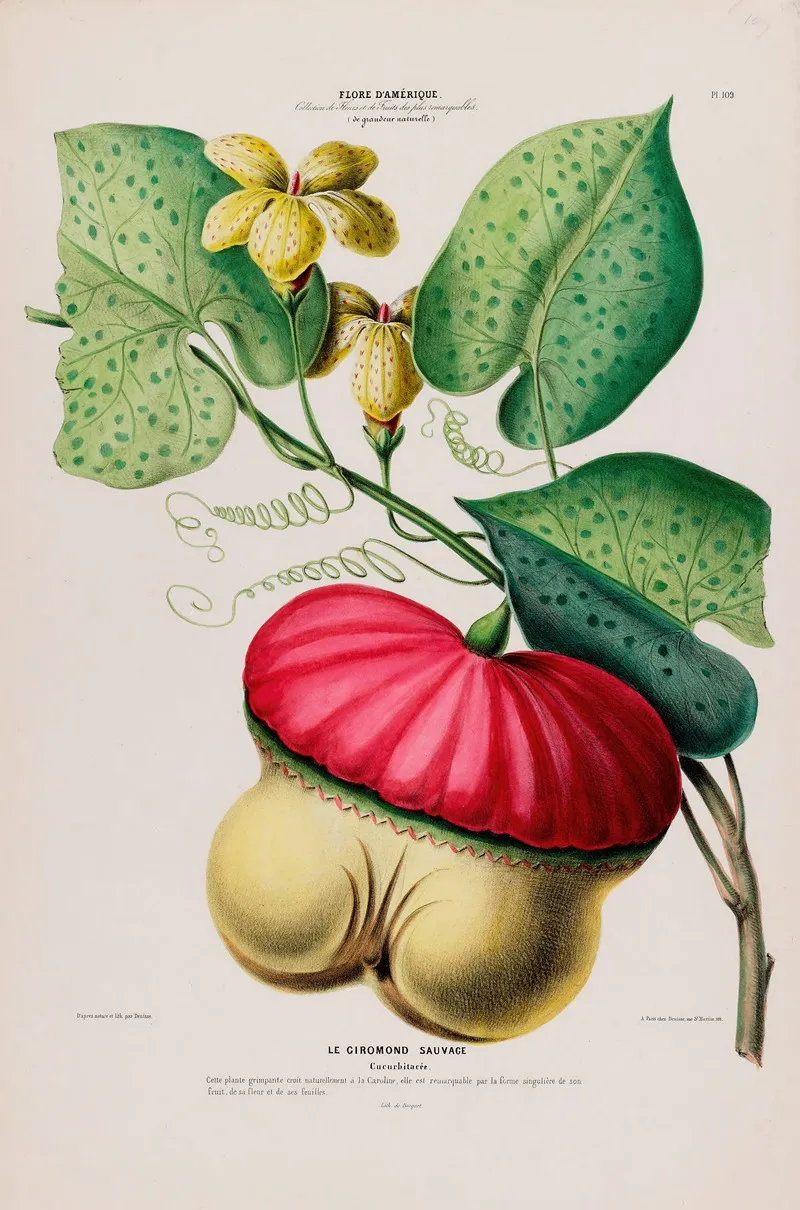 Flore Damerique Dessinee Dapres Nature Sur Les Lieux Pl 109 Wall Art by Etienne Denisse - High-Resolution Digital Print