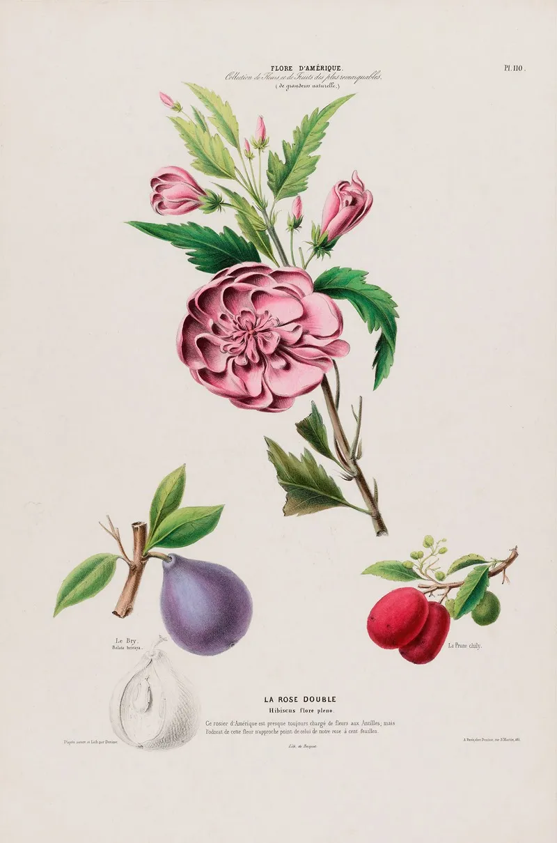 Flore Damerique Dessinee Dapres Nature Sur Les Lieux Pl 110 Wall Art by Etienne Denisse - High-Resolution Digital Print
