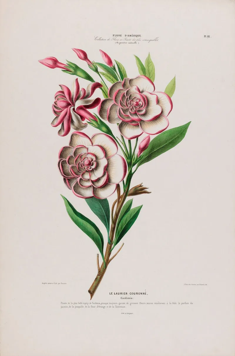 Flore Damerique Dessinee Dapres Nature Sur Les Lieux Pl 111 Wall Art by Etienne Denisse - High-Resolution Digital Print