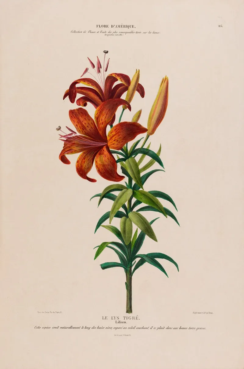 Flore Damerique Dessinee Dapres Nature Sur Les Lieux Pl 115 Wall Art by Etienne Denisse - High-Resolution Digital Print