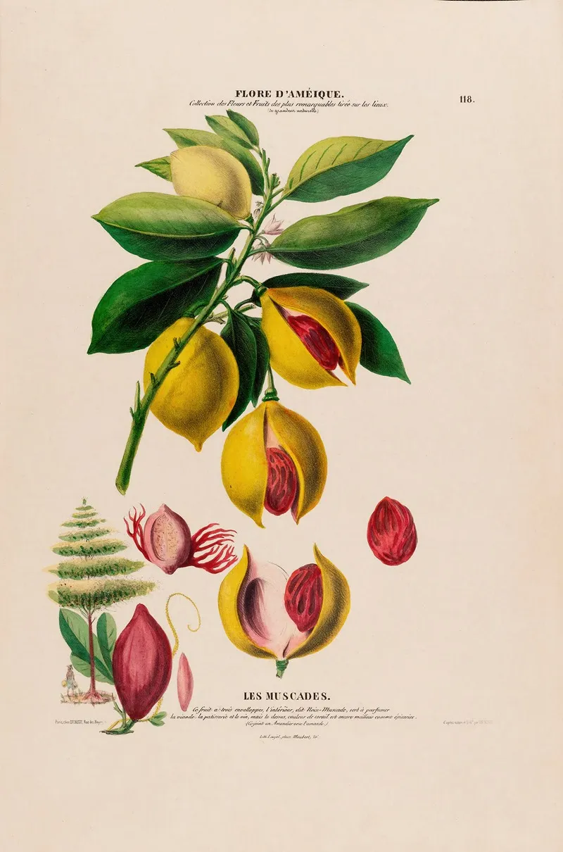 Flore Damerique Dessinee Dapres Nature Sur Les Lieux Pl 118 Wall Art by Etienne Denisse - High-Resolution Digital Print