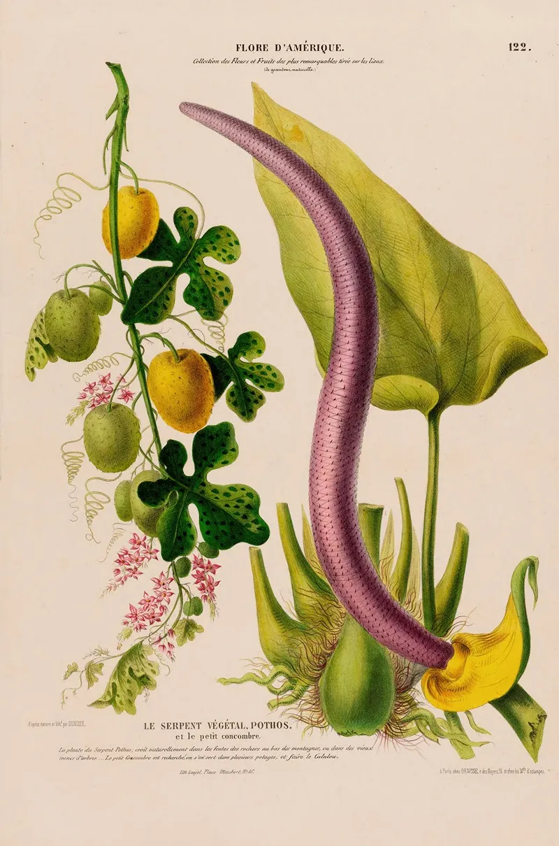 Flore Damerique Dessinee Dapres Nature Sur Les Lieux Pl 122 Wall Art by Etienne Denisse - High-Resolution Digital Print