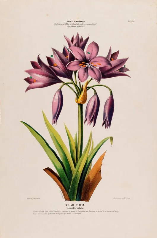 Flore Damerique Dessinee Dapres Nature Sur Les Lieux Pl 126 Wall Art by Etienne Denisse - High-Resolution Digital Print