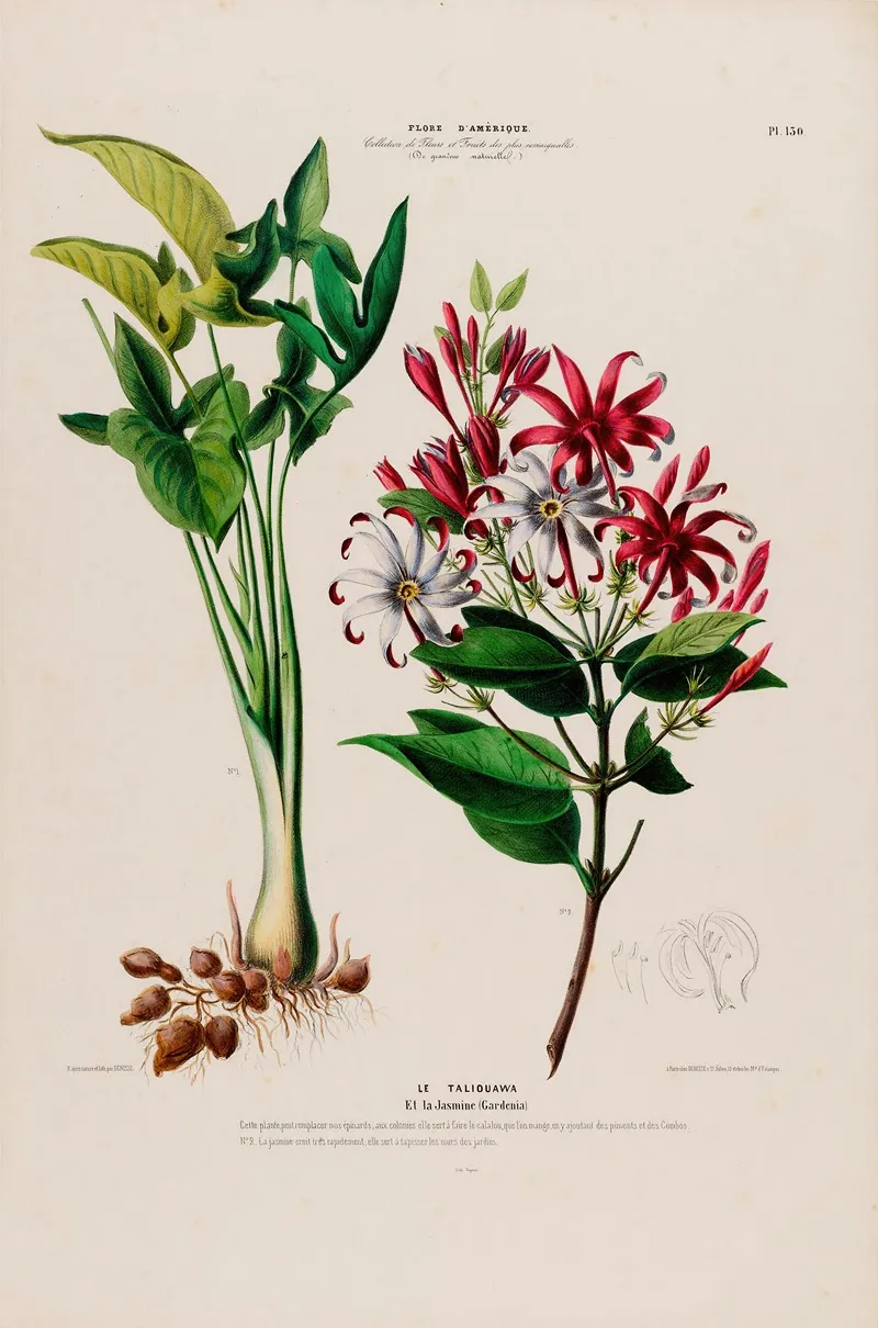 Flore Damerique Dessinee Dapres Nature Sur Les Lieux Pl 130 Wall Art by Etienne Denisse - High-Resolution Digital Print