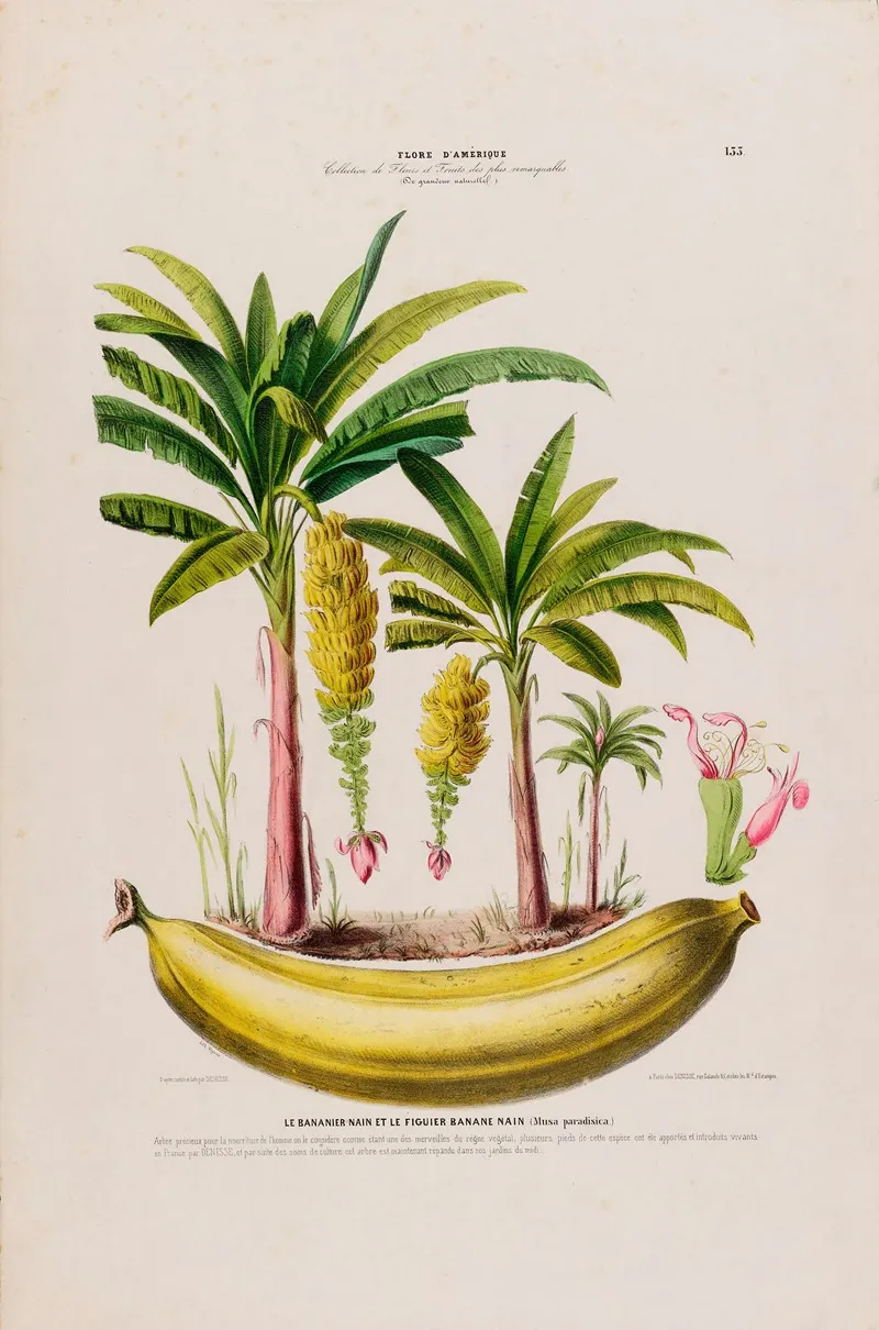 Flore Damerique Dessinee Dapres Nature Sur Les Lieux Pl 133 Wall Art by Etienne Denisse - High-Resolution Digital Print
