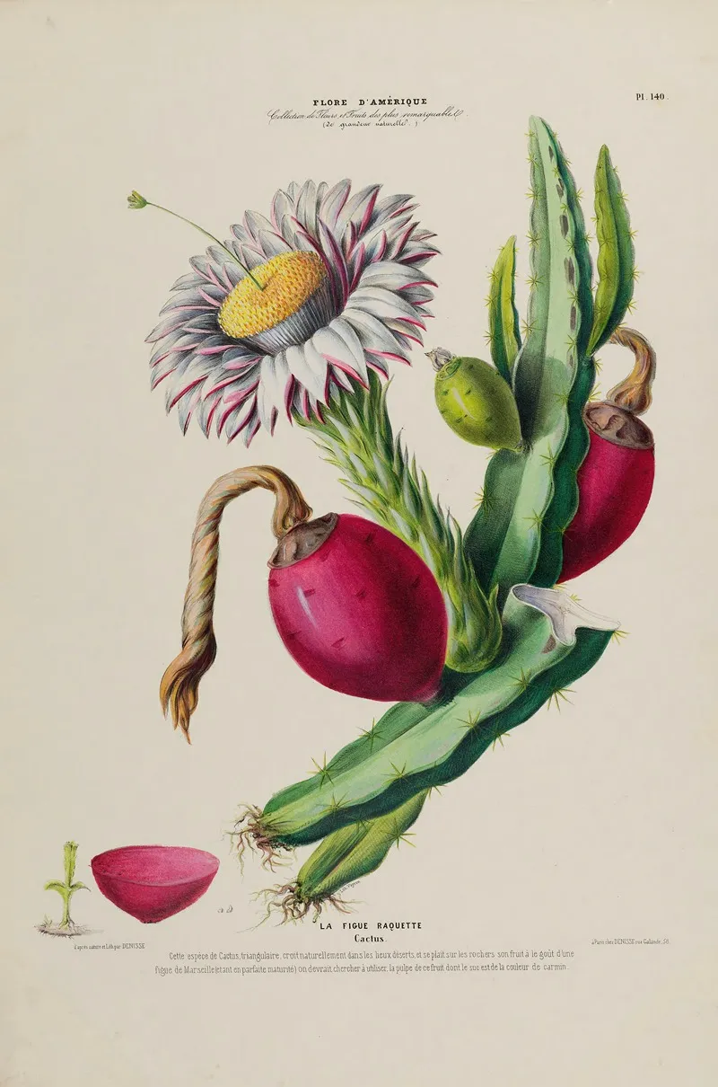 Flore Damerique Dessinee Dapres Nature Sur Les Lieux Pl 140 Wall Art by Etienne Denisse - High-Resolution Digital Print