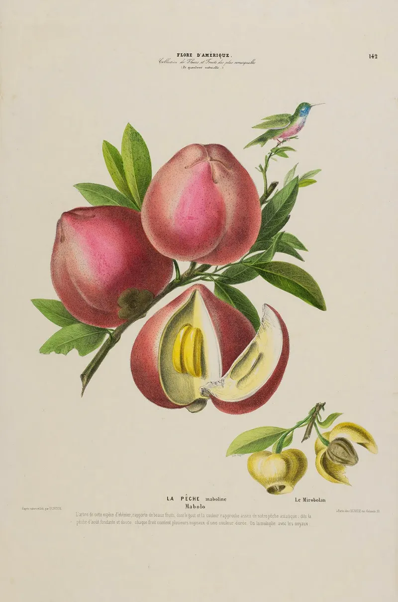 Flore Damerique Dessinee Dapres Nature Sur Les Lieux Pl 142 Wall Art by Etienne Denisse - High-Resolution Digital Print