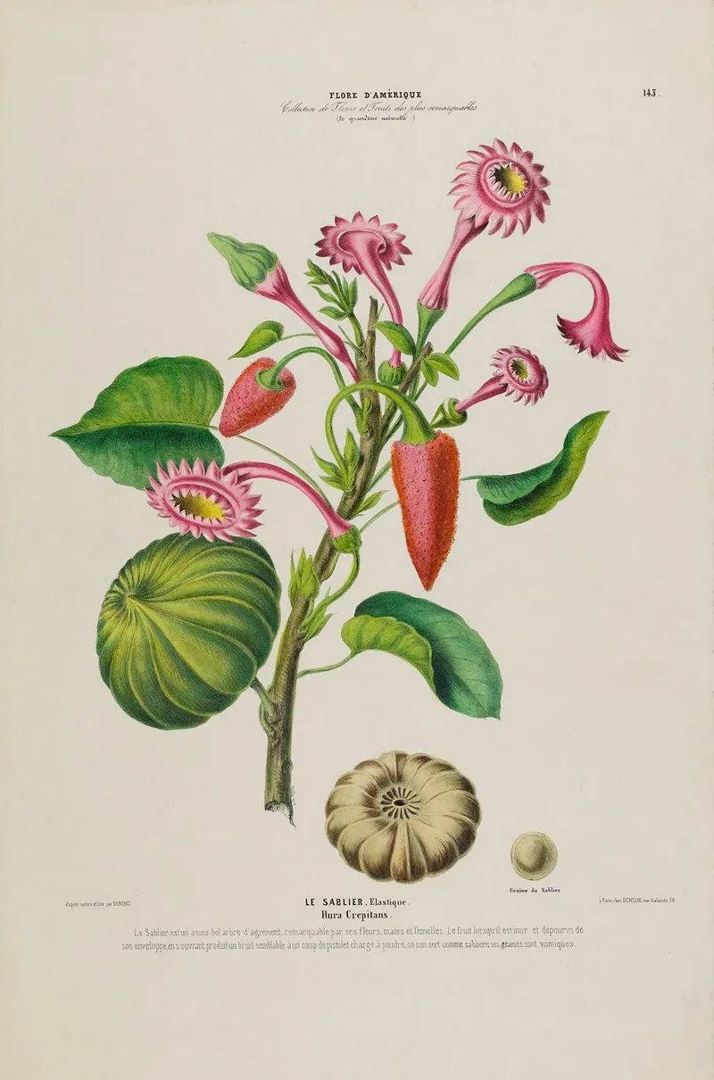 Flore Damerique Dessinee Dapres Nature Sur Les Lieux Pl 143 Wall Art by Etienne Denisse - High-Resolution Digital Print