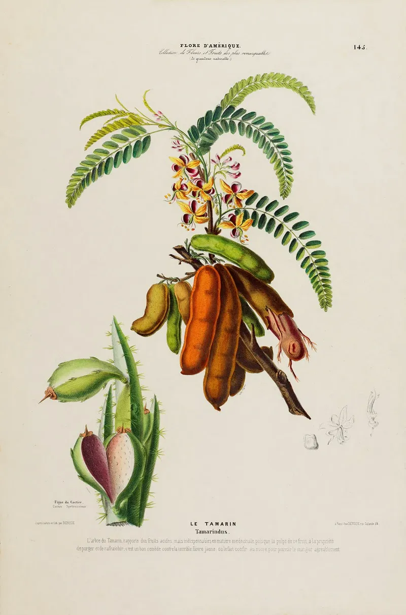 Flore Damerique Dessinee Dapres Nature Sur Les Lieux Pl 145 Wall Art by Etienne Denisse - High-Resolution Digital Print