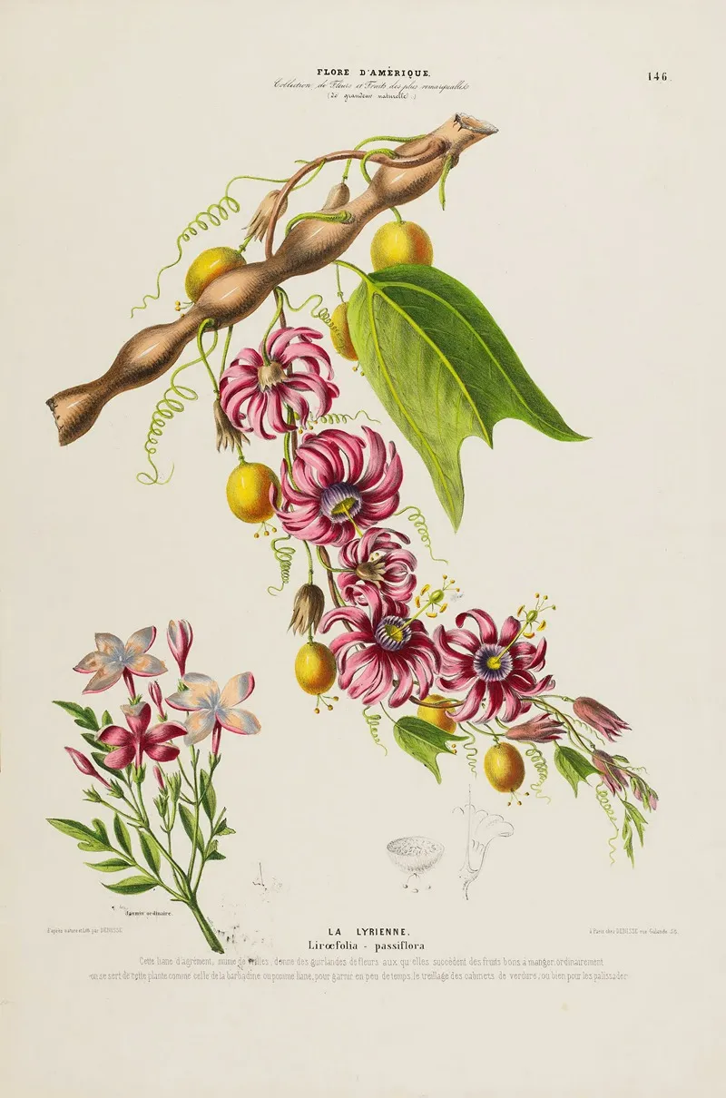 Flore Damerique Dessinee Dapres Nature Sur Les Lieux Pl 146 Wall Art by Etienne Denisse - High-Resolution Digital Print