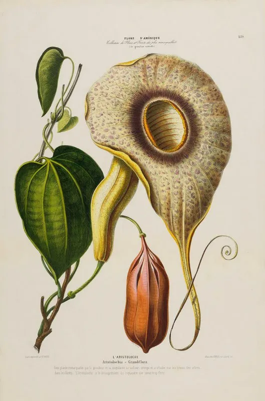 Flore Damerique Dessinee Dapres Nature Sur Les Lieux Pl 150 Wall Art by Etienne Denisse - High-Resolution Digital Print