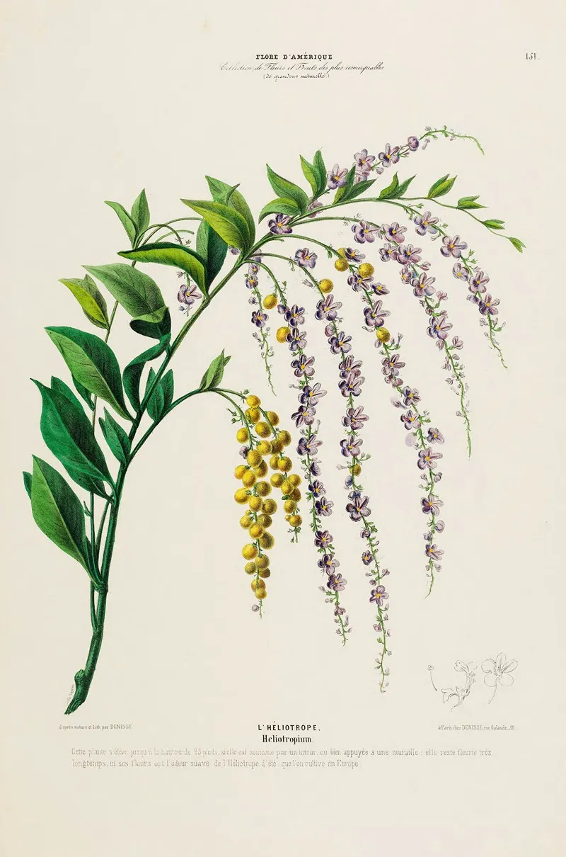 Flore Damerique Dessinee Dapres Nature Sur Les Lieux Pl 151 Wall Art by Etienne Denisse - High-Resolution Digital Print