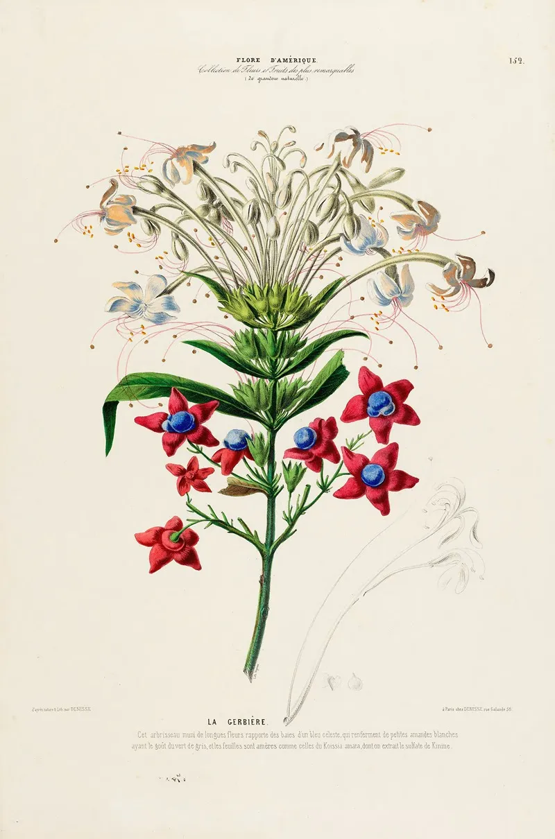 Flore Damerique Dessinee Dapres Nature Sur Les Lieux Pl 152 Wall Art by Etienne Denisse - High-Resolution Digital Print