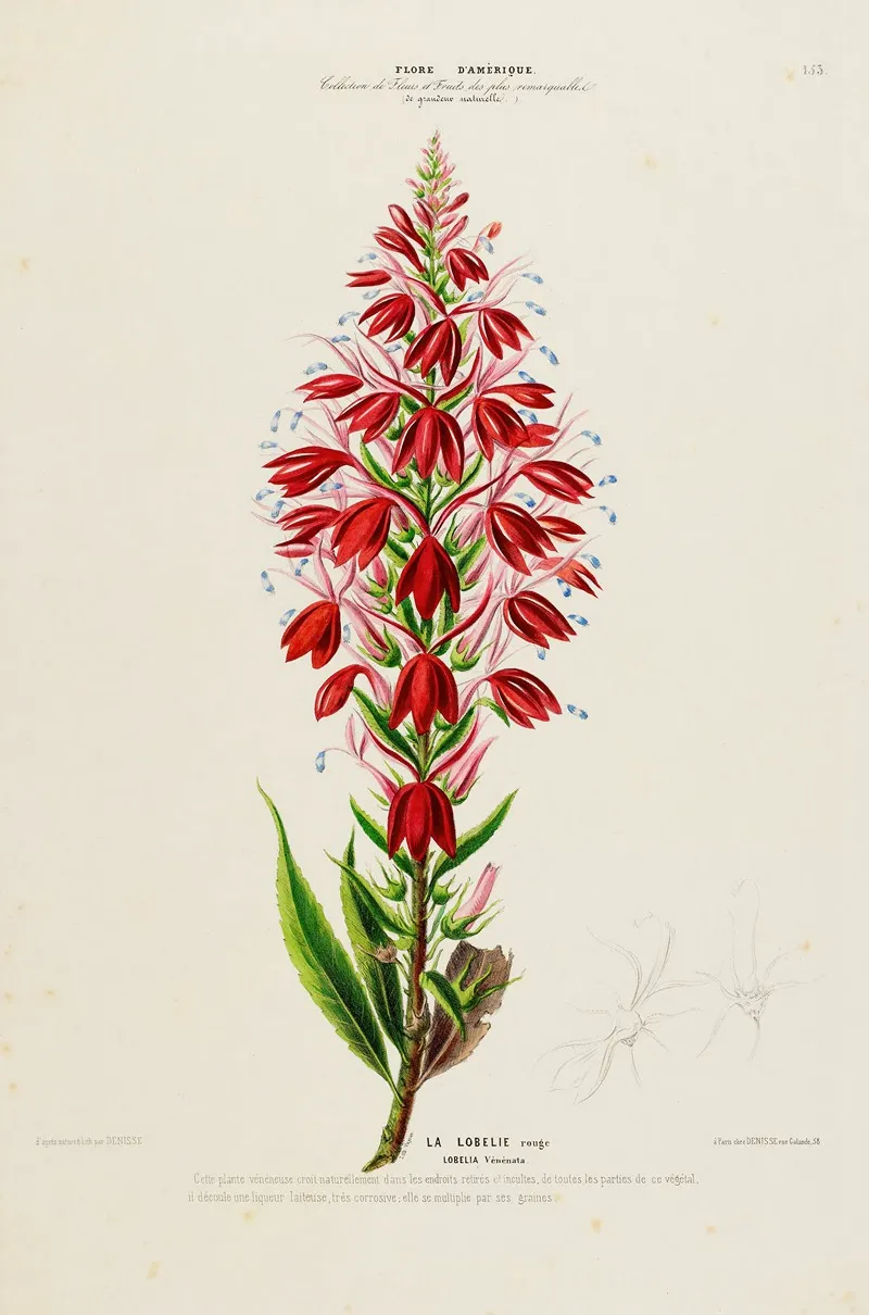 Flore Damerique Dessinee Dapres Nature Sur Les Lieux Pl 153 Wall Art by Etienne Denisse - High-Resolution Digital Print