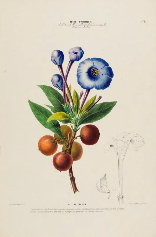 Flore Damerique Dessinee Dapres Nature Sur Les Lieux Pl 154 Wall Art by Etienne Denisse - High-Resolution Digital Print