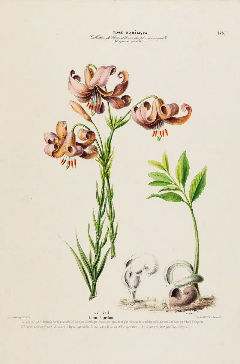 Flore Damerique Dessinee Dapres Nature Sur Les Lieux Pl 158 Wall Art by Etienne Denisse - High-Resolution Digital Print