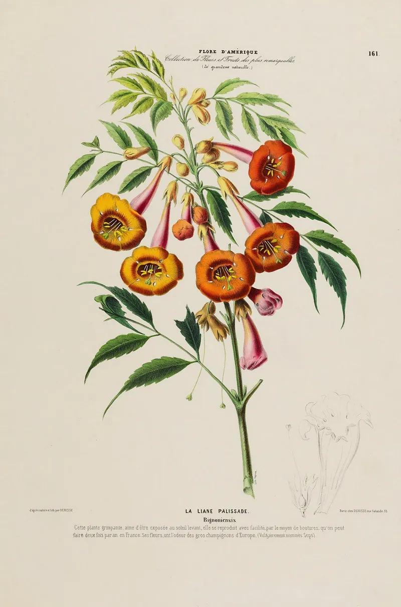 Flore Damerique Dessinee Dapres Nature Sur Les Lieux Pl 161 Wall Art by Etienne Denisse - High-Resolution Digital Print