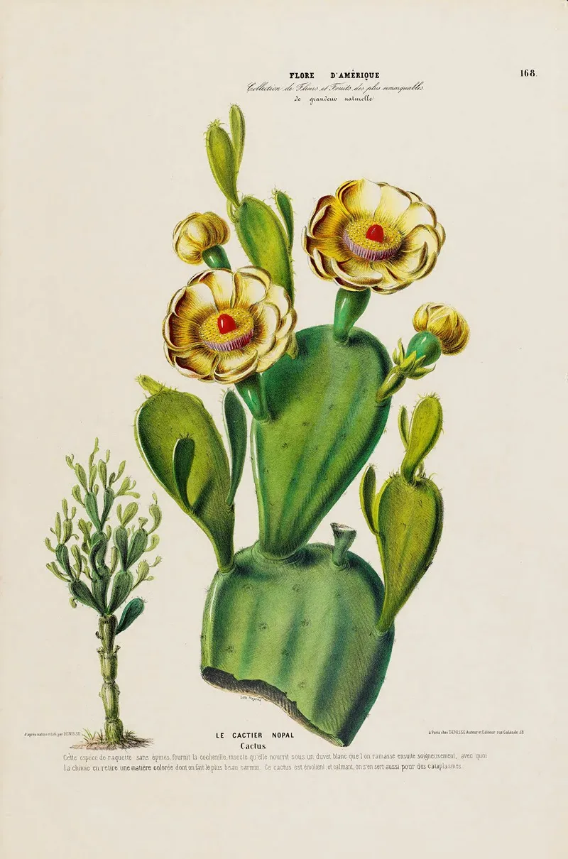 Flore Damerique Dessinee Dapres Nature Sur Les Lieux Pl 168 Wall Art by Etienne Denisse - High-Resolution Digital Print