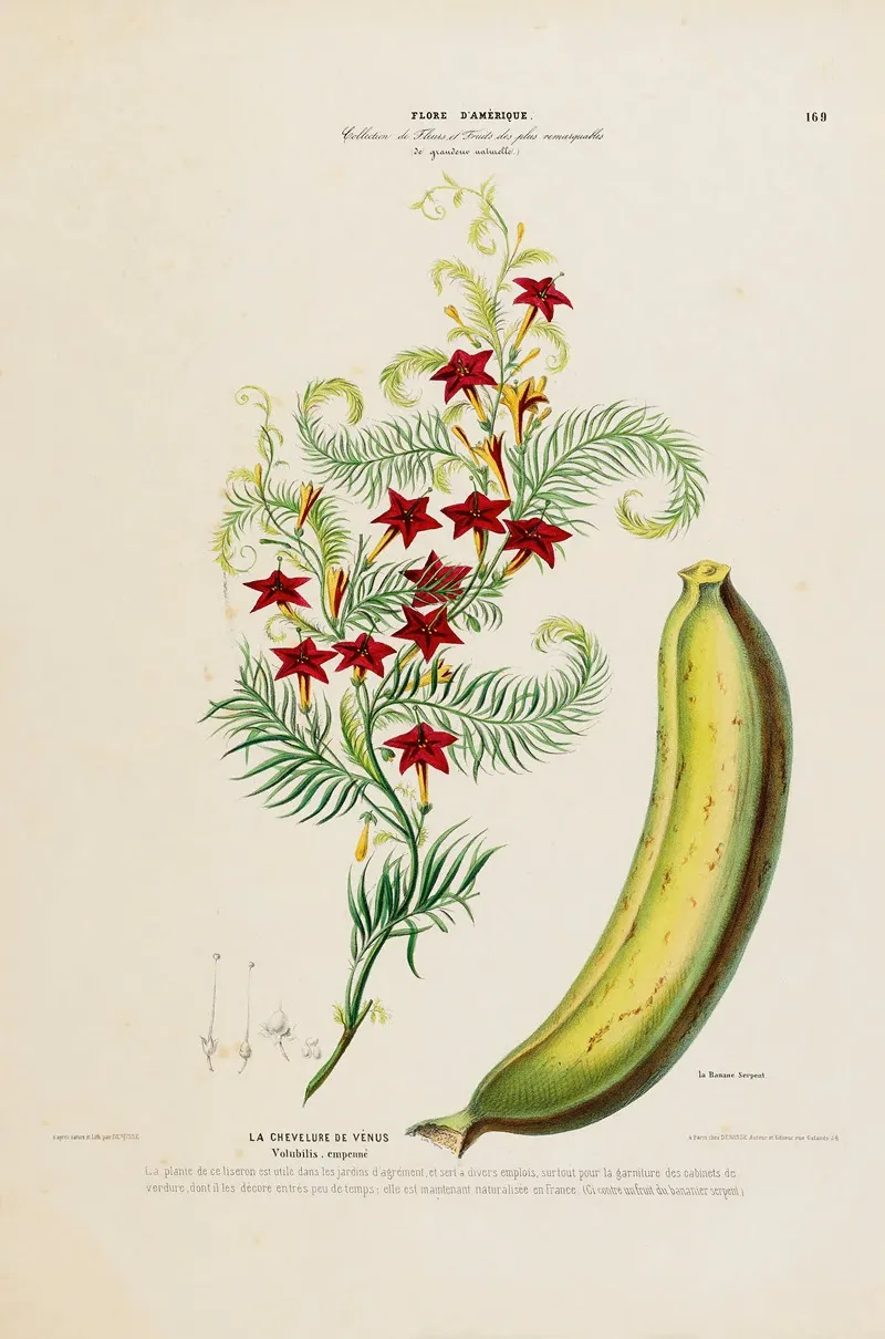 Flore Damerique Dessinee Dapres Nature Sur Les Lieux Pl 169 Wall Art by Etienne Denisse - High-Resolution Digital Print