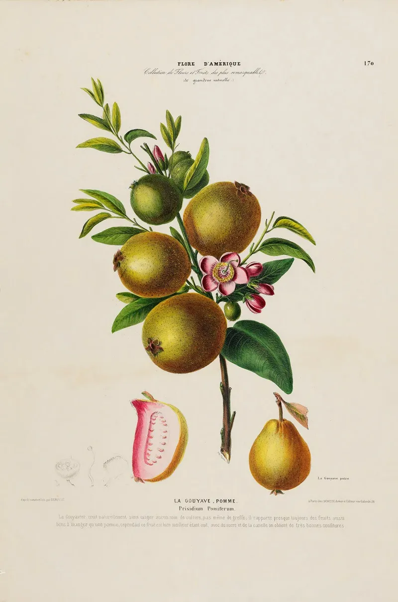 Flore Damerique Dessinee Dapres Nature Sur Les Lieux Pl 170 Wall Art by Etienne Denisse - High-Resolution Digital Print