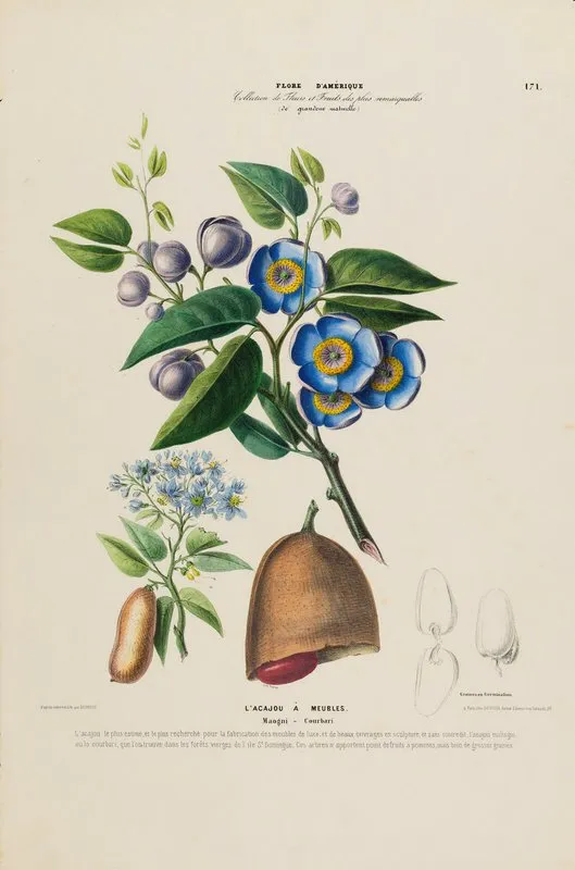 Flore Damerique Dessinee Dapres Nature Sur Les Lieux Pl 171 Wall Art by Etienne Denisse - High-Resolution Digital Print