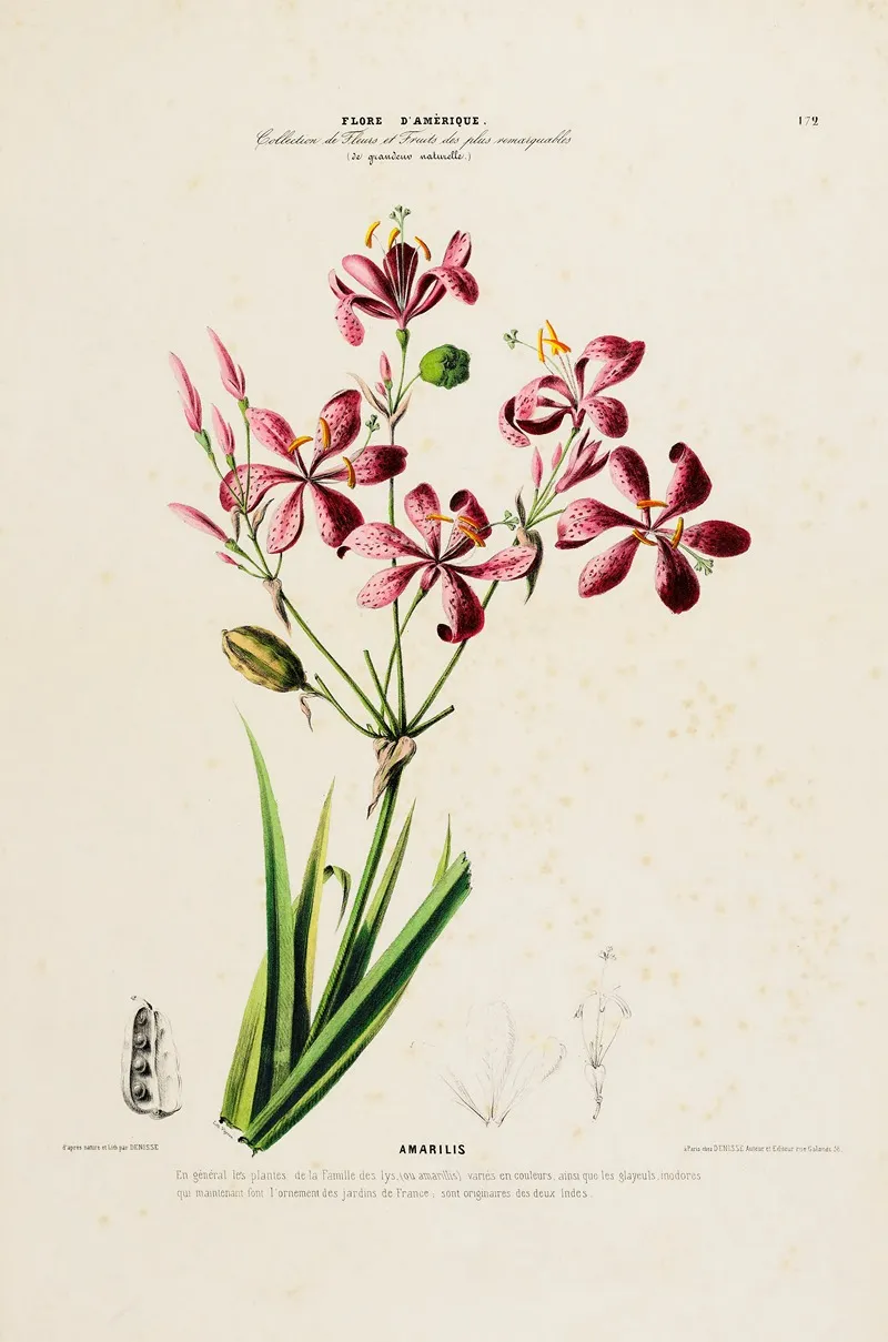 Flore Damerique Dessinee Dapres Nature Sur Les Lieux Pl 172 Wall Art by Etienne Denisse - High-Resolution Digital Print