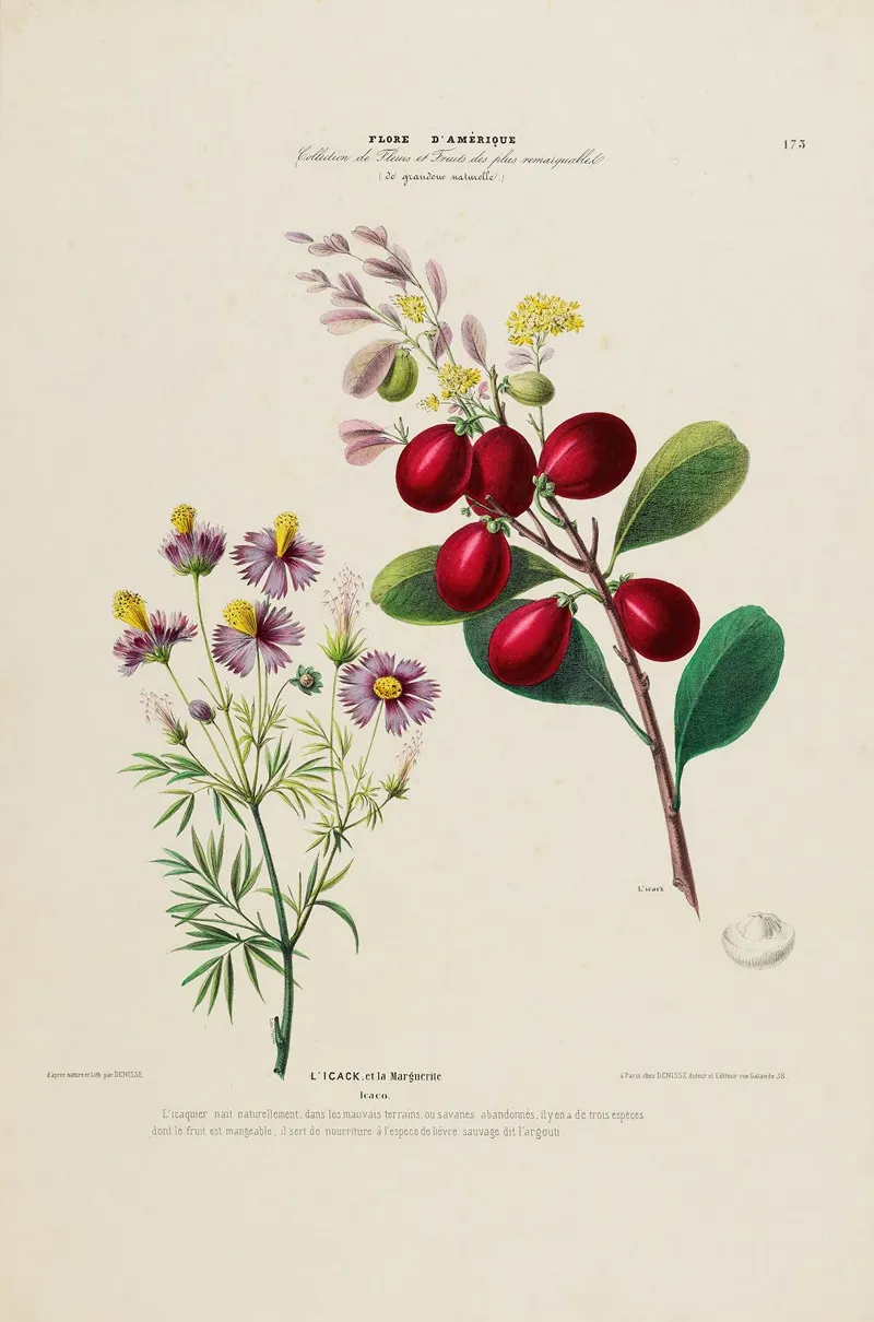 Flore Damerique Dessinee Dapres Nature Sur Les Lieux Pl 173 Wall Art by Etienne Denisse - High-Resolution Digital Print