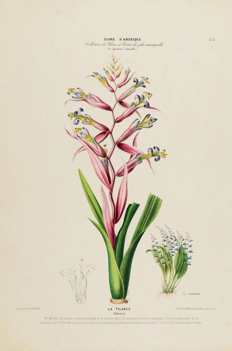 Flore Damerique Dessinee Dapres Nature Sur Les Lieux Pl 175 Wall Art by Etienne Denisse - High-Resolution Digital Print