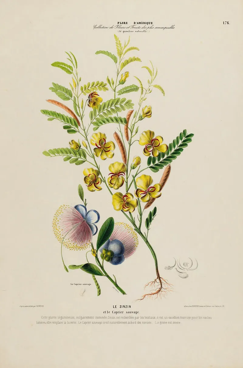Flore Damerique Dessinee Dapres Nature Sur Les Lieux Pl 176 Wall Art by Etienne Denisse - High-Resolution Digital Print