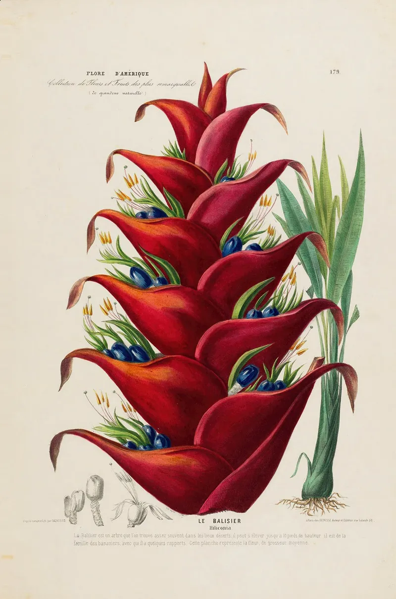 Flore Damerique Dessinee Dapres Nature Sur Les Lieux Pl 179 Wall Art by Etienne Denisse - High-Resolution Digital Print