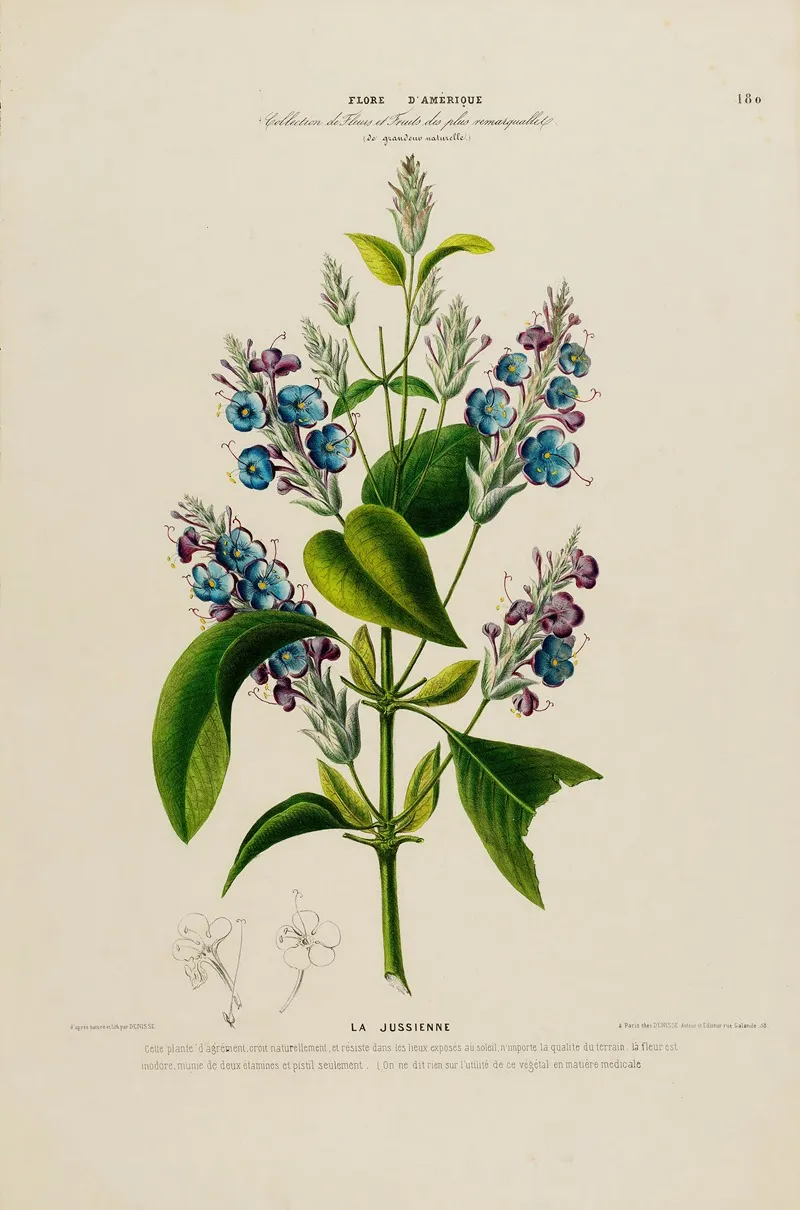 Flore Damerique Dessinee Dapres Nature Sur Les Lieux Pl 180 Wall Art by Etienne Denisse - High-Resolution Digital Print