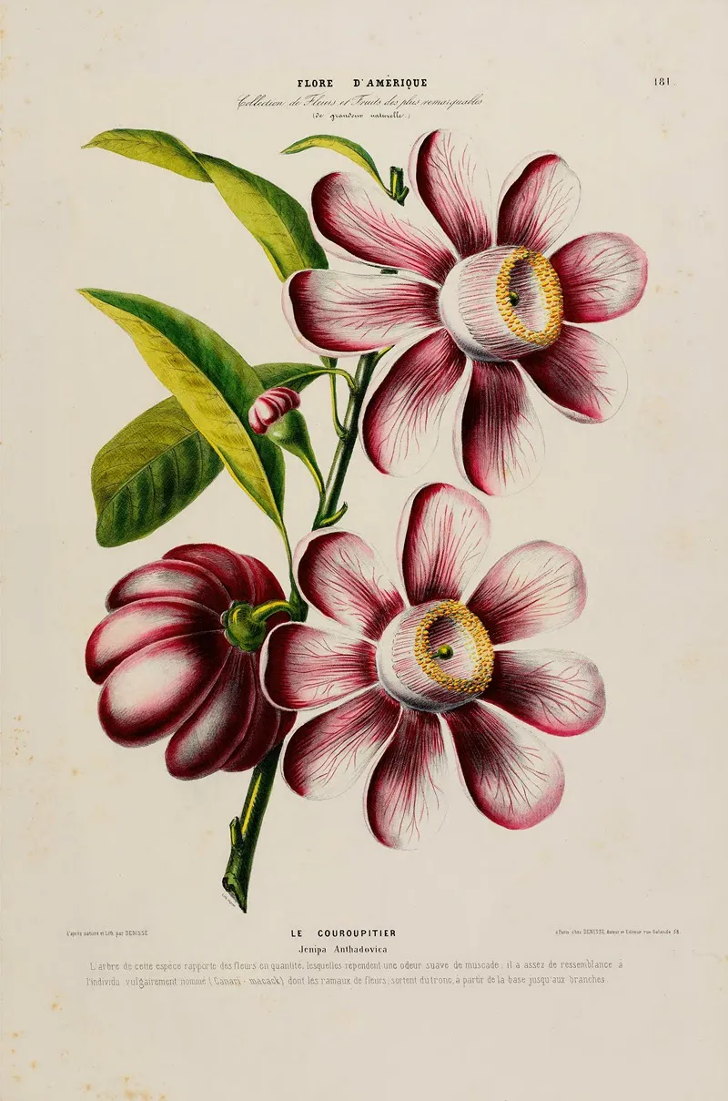 Flore Damerique Dessinee Dapres Nature Sur Les Lieux Pl 181 Wall Art by Etienne Denisse - High-Resolution Digital Print