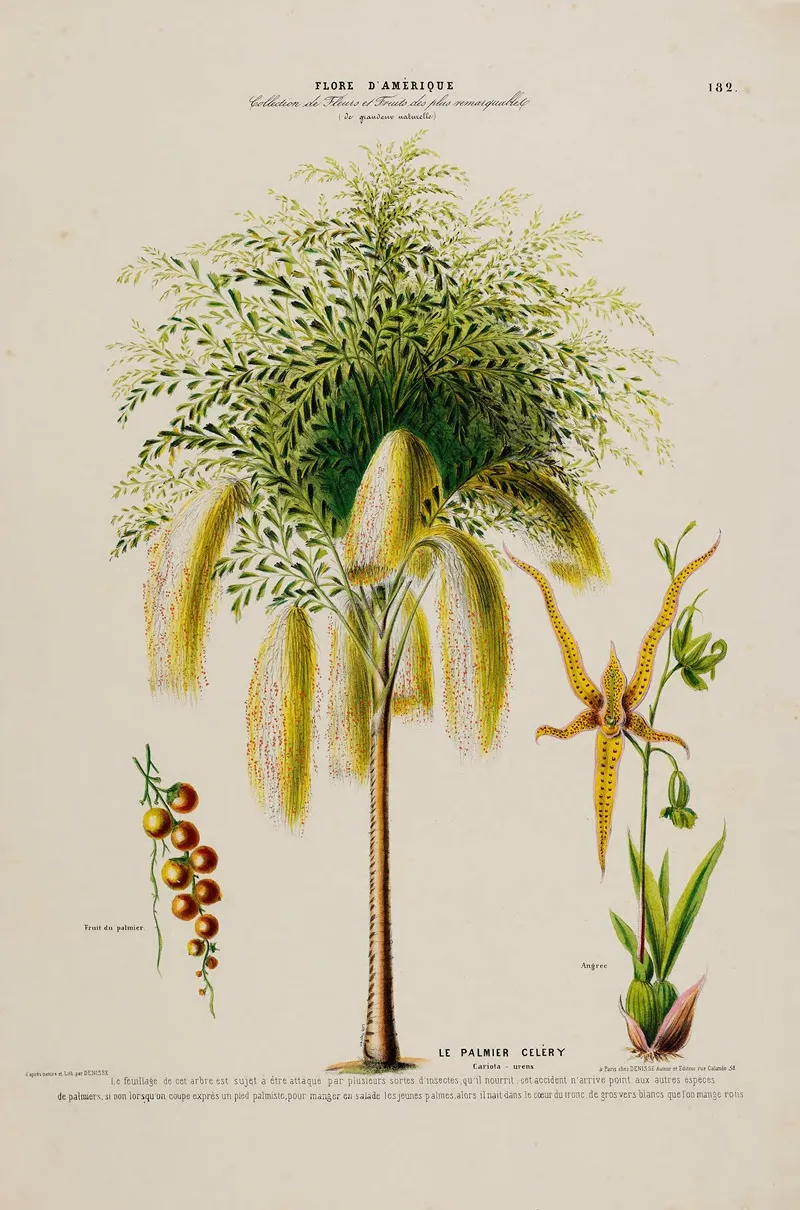 Flore Damerique Dessinee Dapres Nature Sur Les Lieux Pl 182 Wall Art by Etienne Denisse - High-Resolution Digital Print