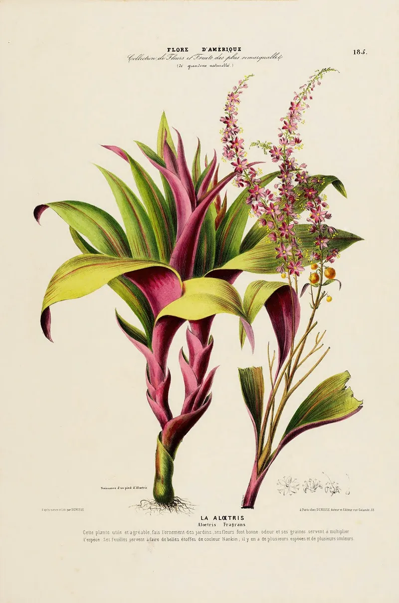 Flore Damerique Dessinee Dapres Nature Sur Les Lieux Pl 185 Wall Art by Etienne Denisse - High-Resolution Digital Print