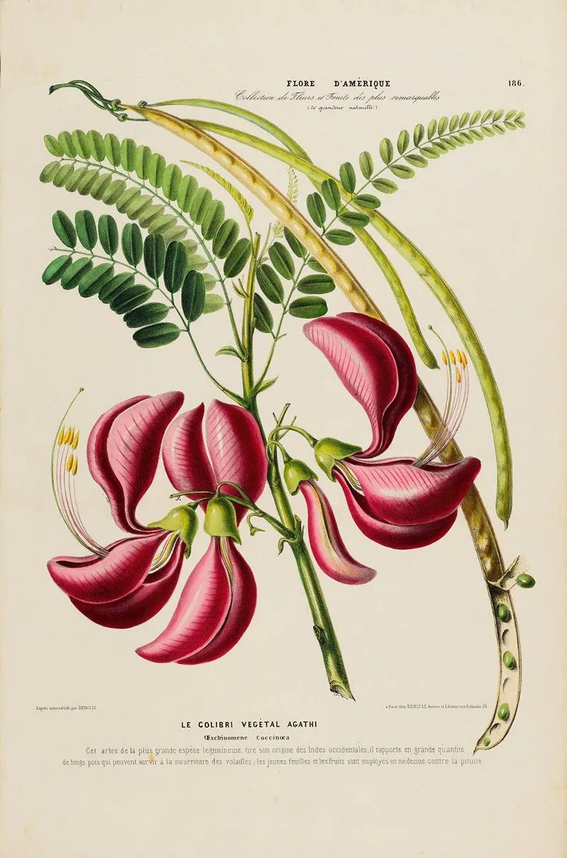 Flore Damerique Dessinee Dapres Nature Sur Les Lieux Pl 186 Wall Art by Etienne Denisse - High-Resolution Digital Print