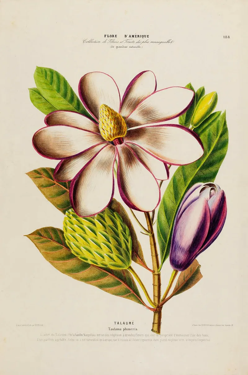 Flore Damerique Dessinee Dapres Nature Sur Les Lieux Pl 188 Wall Art by Etienne Denisse - High-Resolution Digital Print