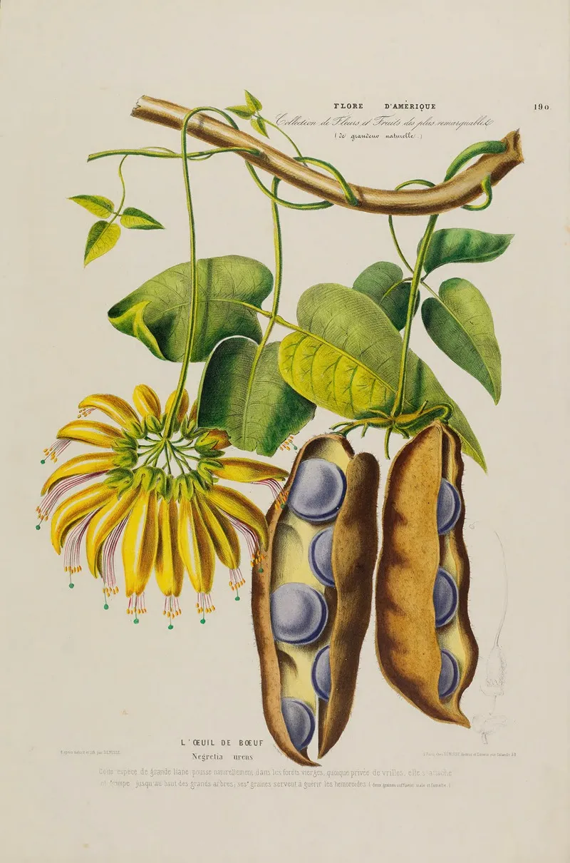 Flore Damerique Dessinee Dapres Nature Sur Les Lieux Pl 190 Wall Art by Etienne Denisse - High-Resolution Digital Print