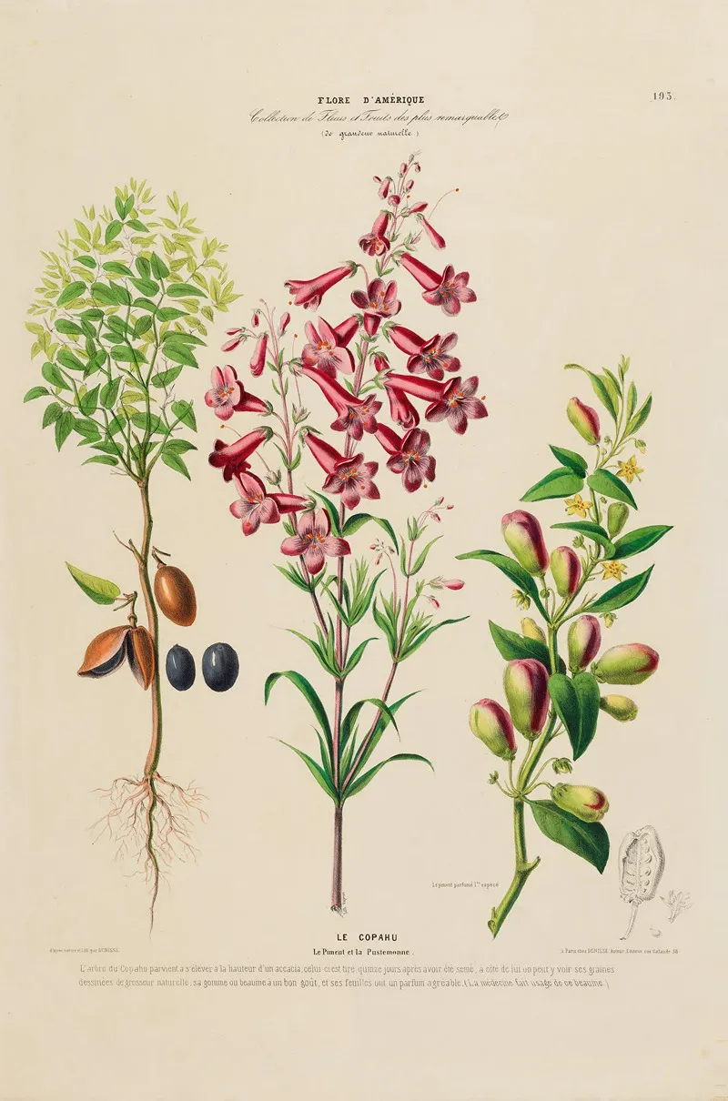 Flore Damerique Dessinee Dapres Nature Sur Les Lieux Pl 193 Wall Art by Etienne Denisse - High-Resolution Digital Print