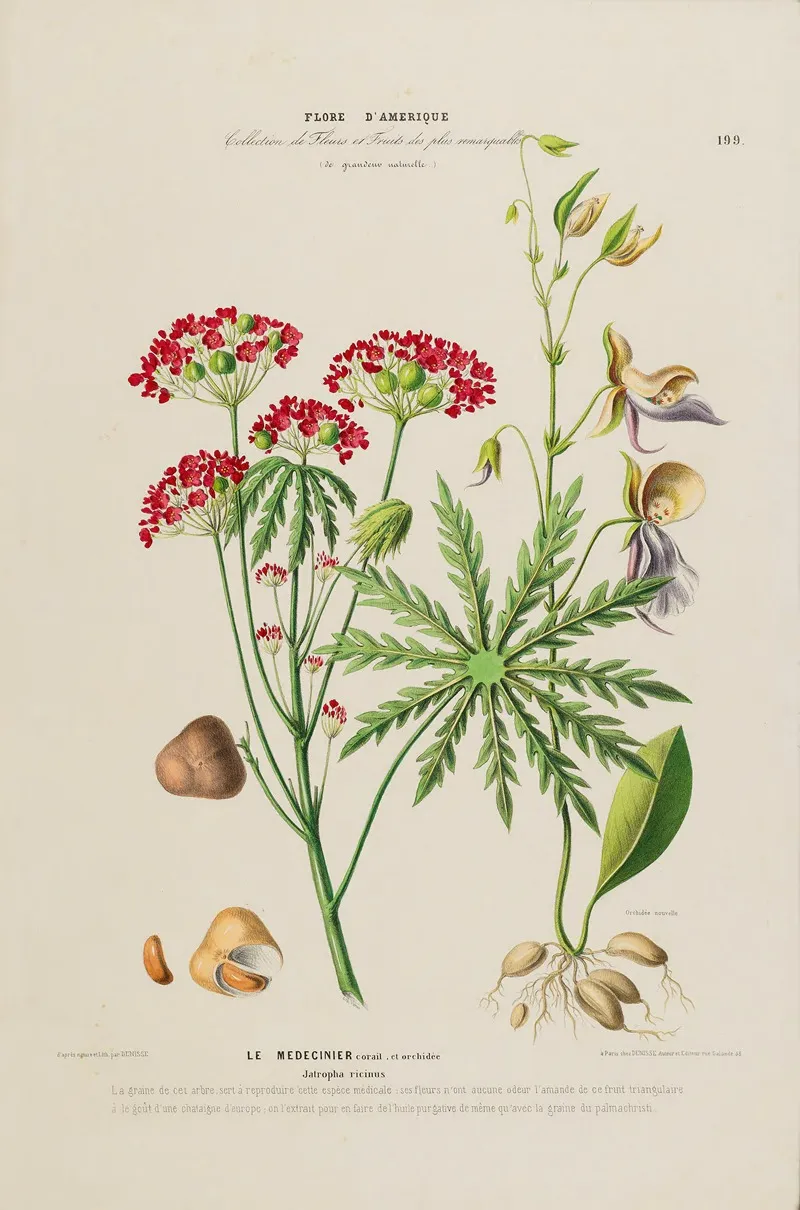Flore Damerique Dessinee Dapres Nature Sur Les Lieux Pl 199 Wall Art by Etienne Denisse - High-Resolution Digital Print