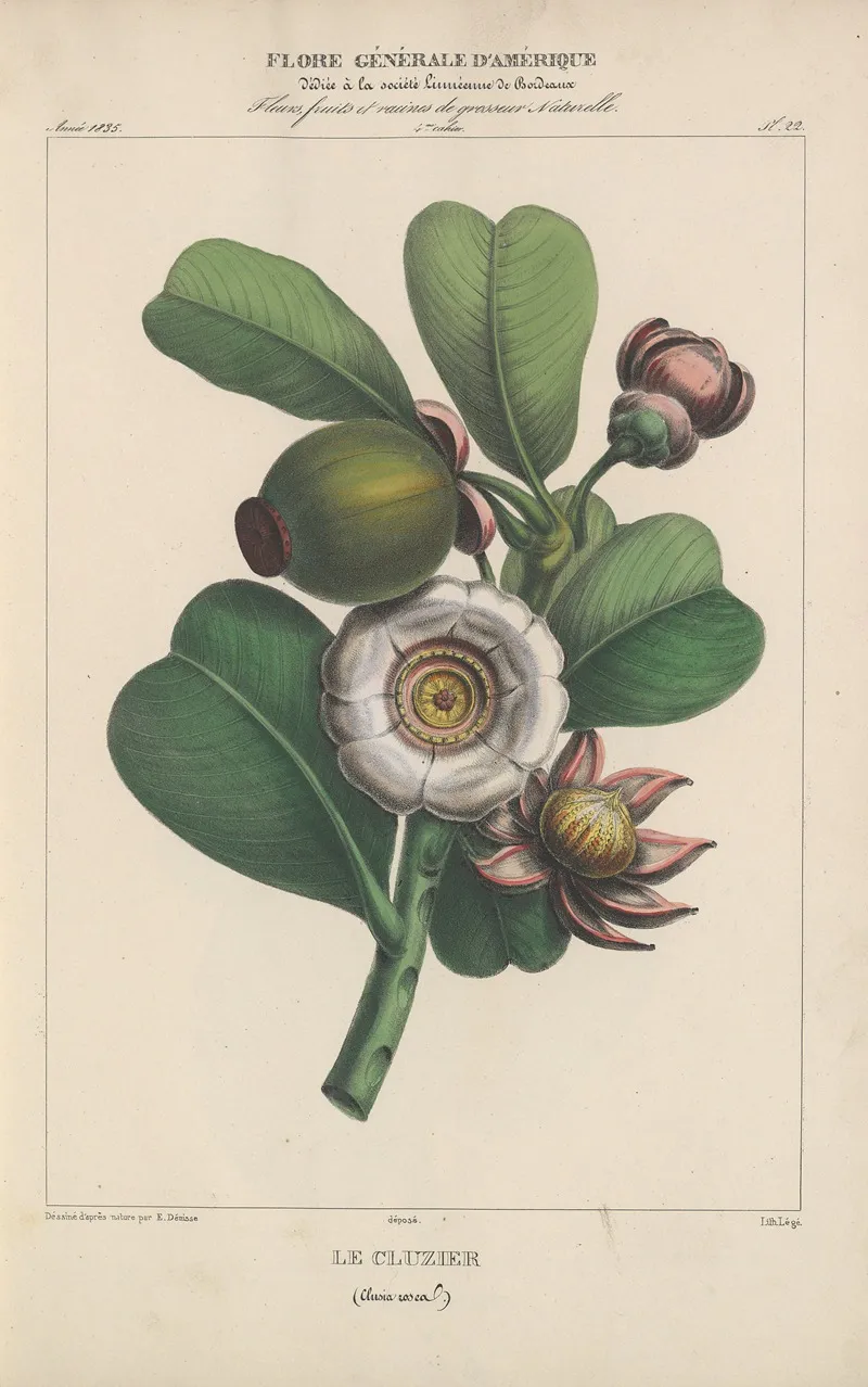 Flore Damerique Pl 22 Wall Art by Etienne Denisse - High-Resolution Digital Print