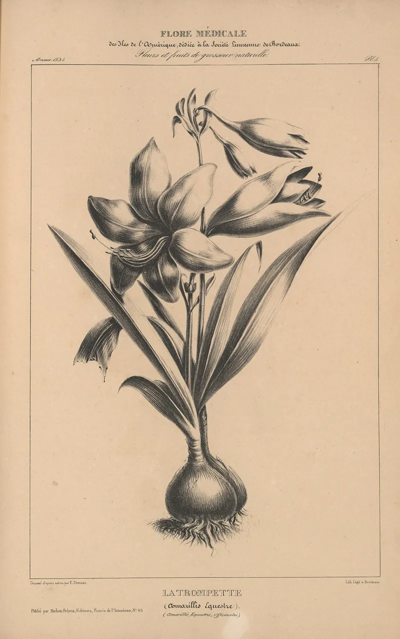 Flore Damerique Pl 28 Wall Art by Etienne Denisse - High-Resolution Digital Print