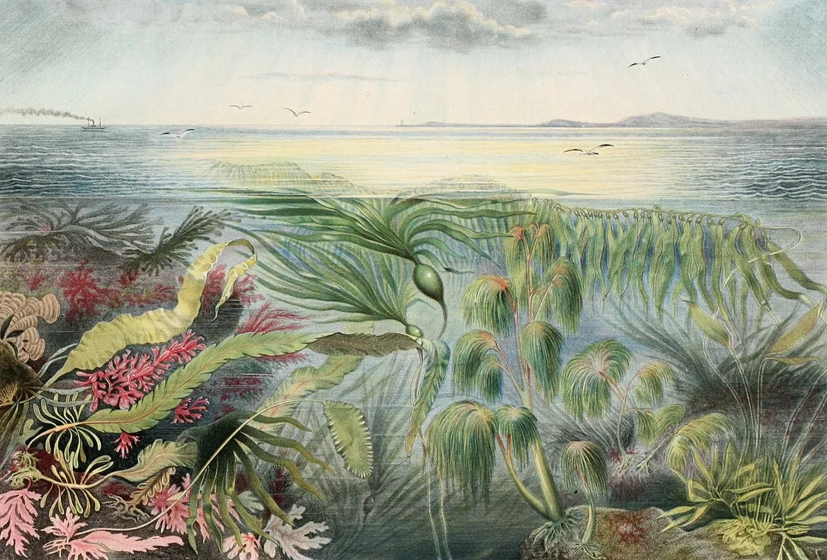 Flore De La Mer Wall Art by Alfred Frédol - High-Resolution Digital Print