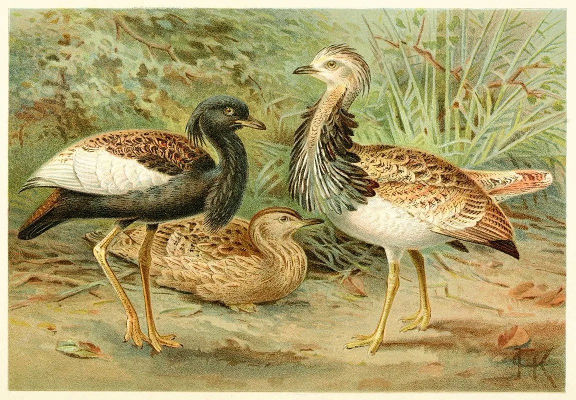 Florican And Macqueens Bustard Wall Art by Anonymous - High-Resolution Digital Print