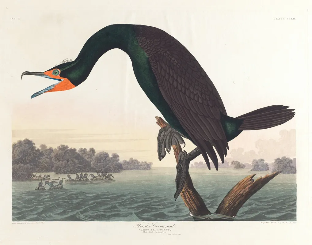 Florida Cormorant Wall Art by John James Audubon - High-Resolution Digital Print