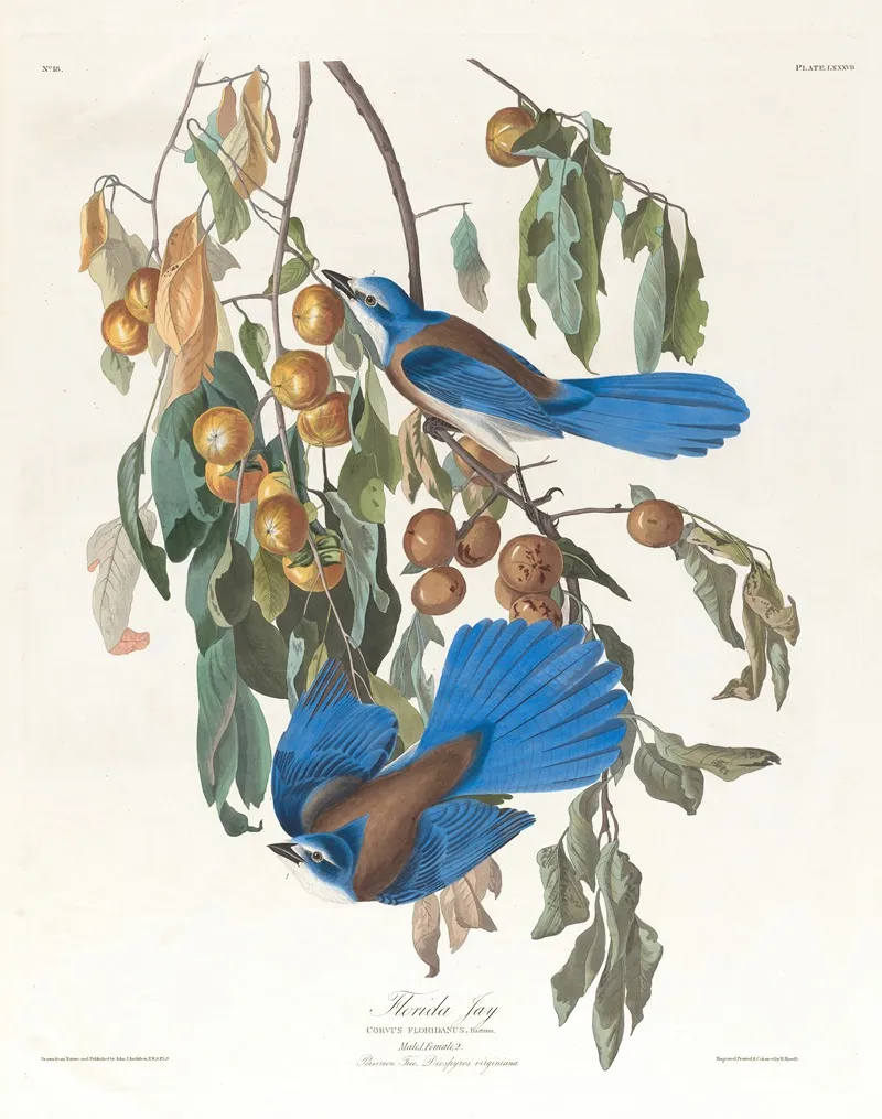 Florida Jay Wall Art by John James Audubon - High-Resolution Digital Print