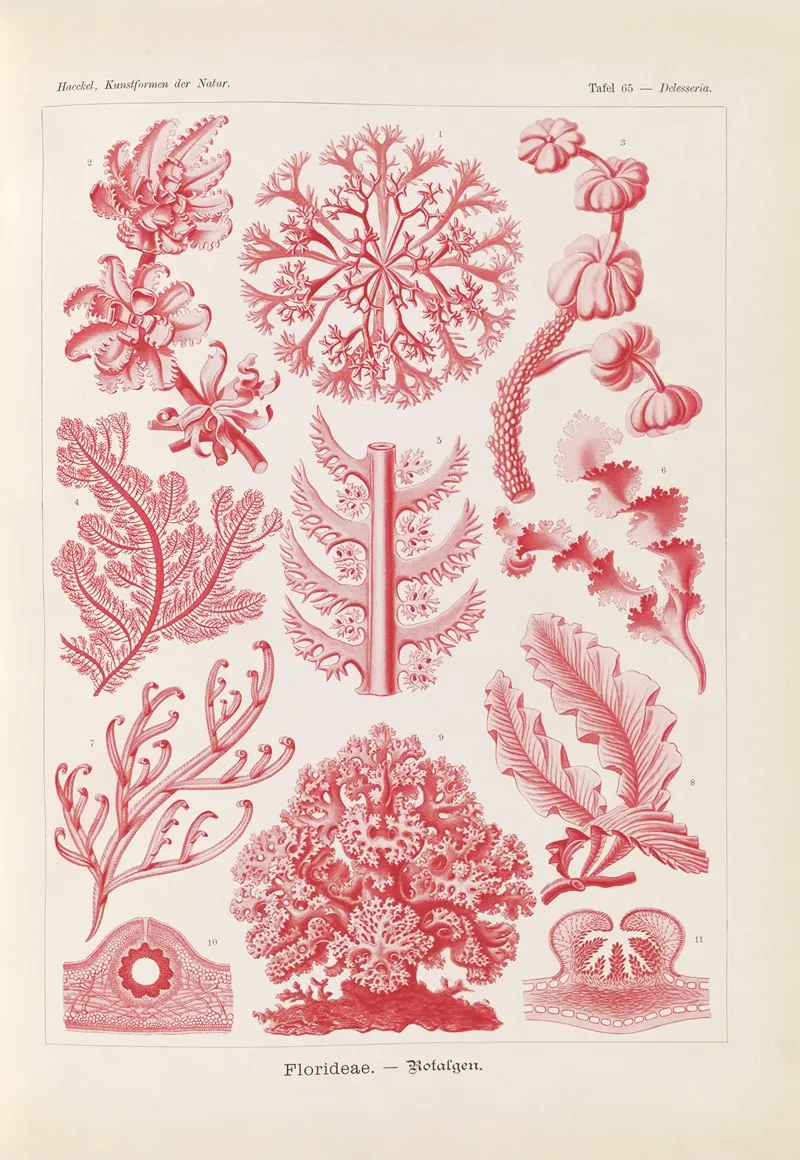 Florideae Rotalgen Wall Art by Ernst Haeckel - High-Resolution Digital Print